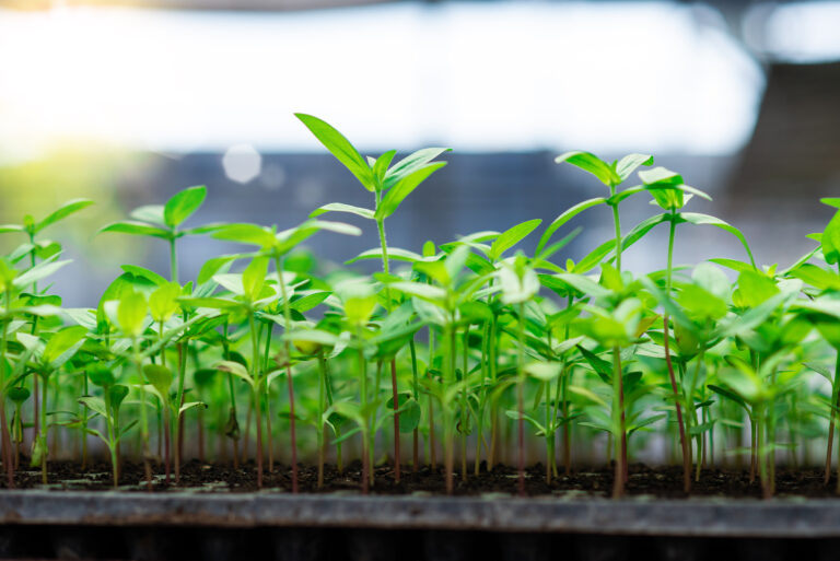 Microgreen, Microgreen, PlanteSpire, seed sprout