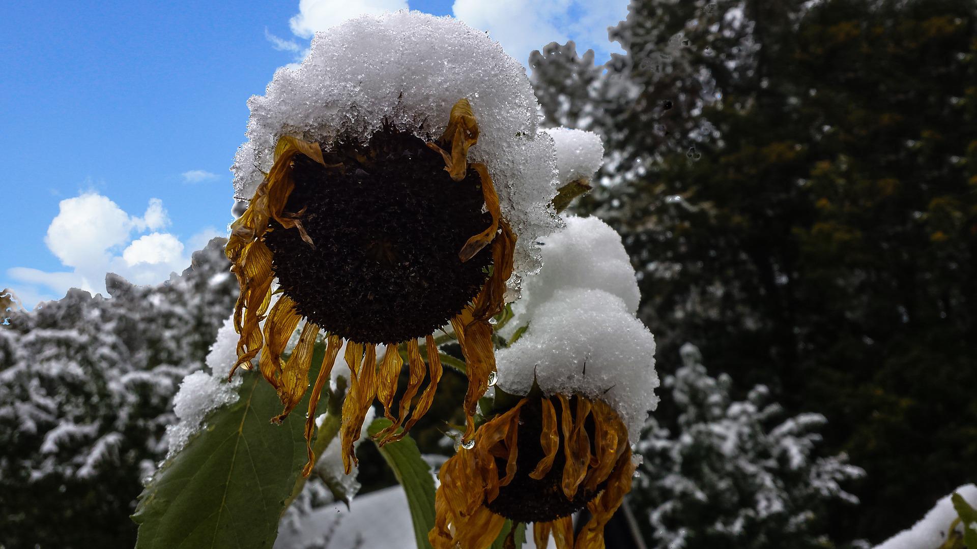 overvintrende frossen plante solsikke snø