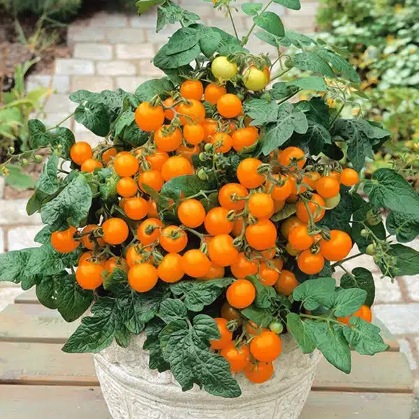 Cherry tomato seeds – Orange Venus Cherry tomato