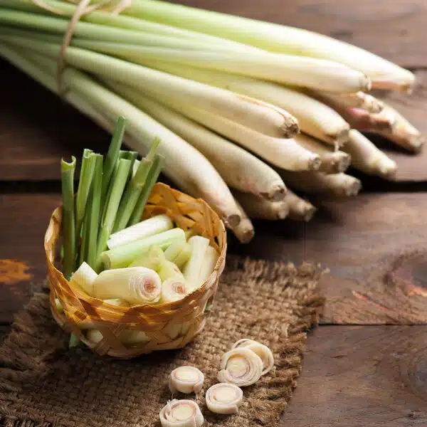 Lemongrass seeds – Lemongrass plant seeds