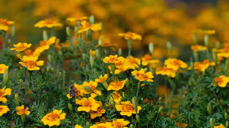 Tagetes anbauen