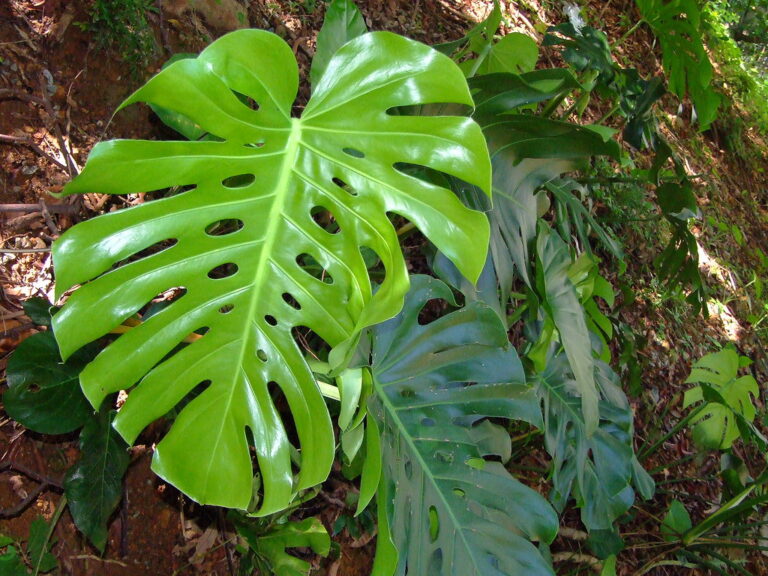 Pflege von Monstera deliciosa