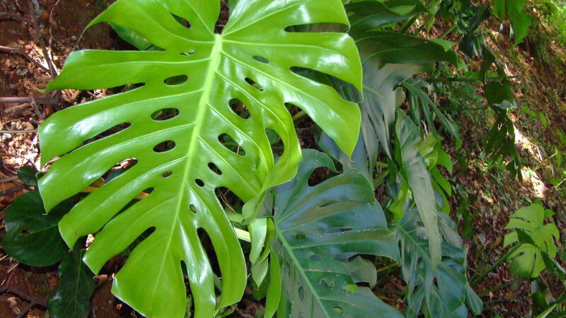 Ta hand om Monstera deliciosa