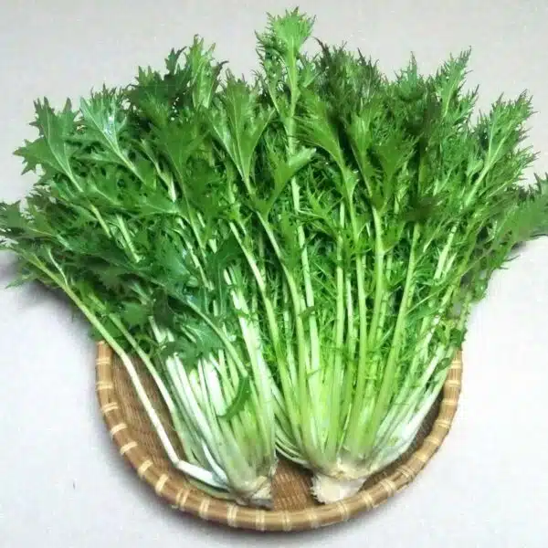 Mizuna Green seed, micro green