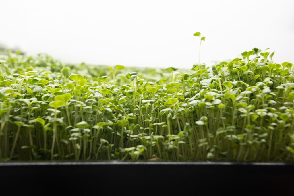 Broccoli microgreens in sprouting tray