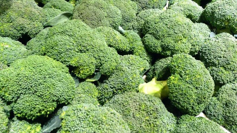 Broccoli plants