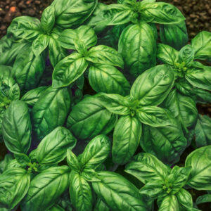 Genovese basil seeds