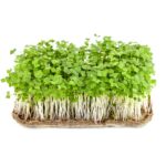 Rucola microgreen