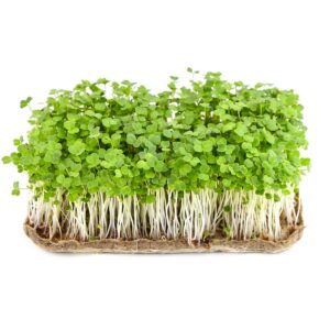 Arugula seeds for microgreens - organic