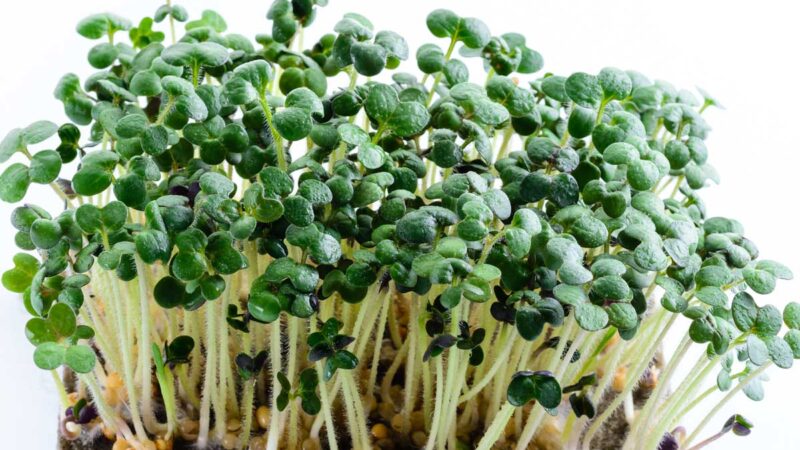 Vad är microgreen