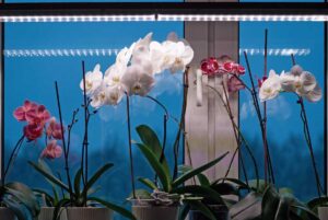 Orchideen in einem Fenster mit grünen Lichtern