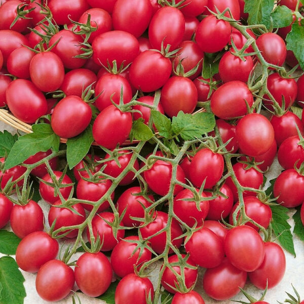 Red raspberry tomato seeds - Raspberry Red Hood