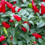 Paprika - Yvona - Hot Pepper