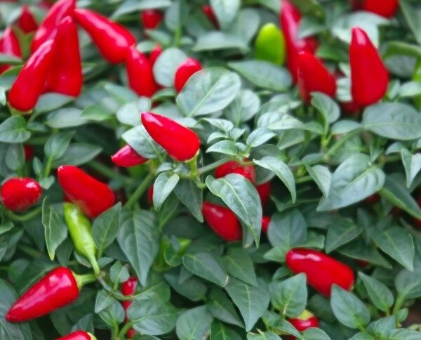 Paprika - Yvona - Hot Pepper