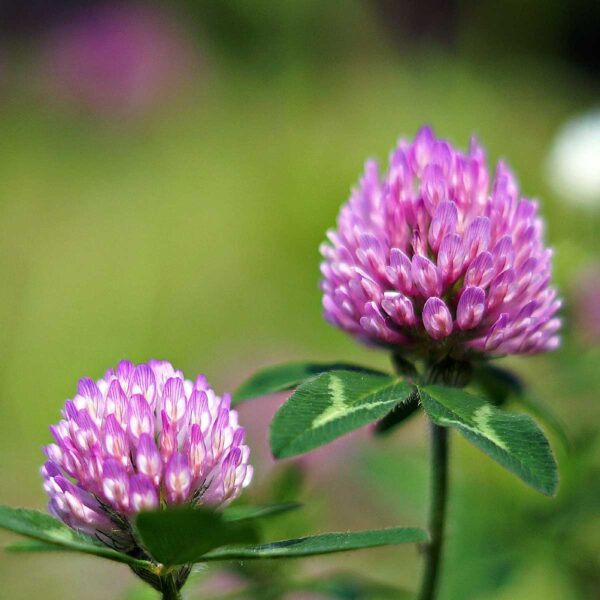 Rødkløver blomst